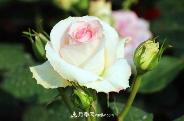 盆栽月季花怎么養(yǎng)？對環(huán)境有什么要求？(圖1)