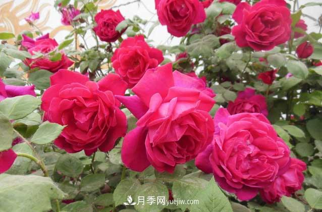盆栽月季花怎么養(yǎng)？對環(huán)境有什么要求？(圖3)