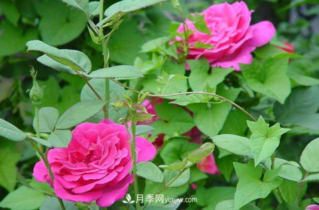 盆栽月季花怎么養(yǎng)？對環(huán)境有什么要求？(圖2)