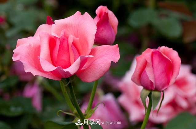 盆栽月季花怎么養(yǎng)？對環(huán)境有什么要求？(圖4)