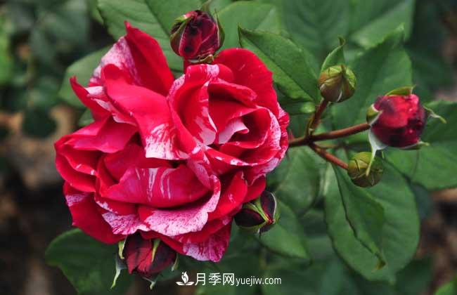 月季花葉子發(fā)黃怎么辦？種植前景如何？(圖1)