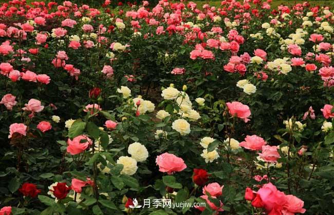 月季花葉子發(fā)黃怎么辦？種植前景如何？(圖5)