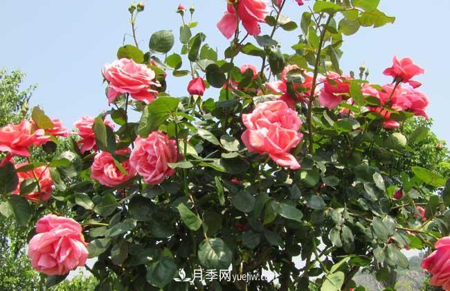 月季花葉子發(fā)黃怎么辦？種植前景如何？(圖3)