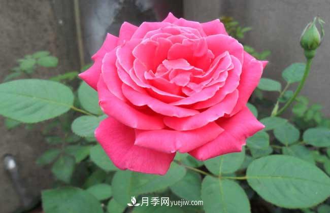 月季花葉子發(fā)黃怎么辦？種植前景如何？(圖4)
