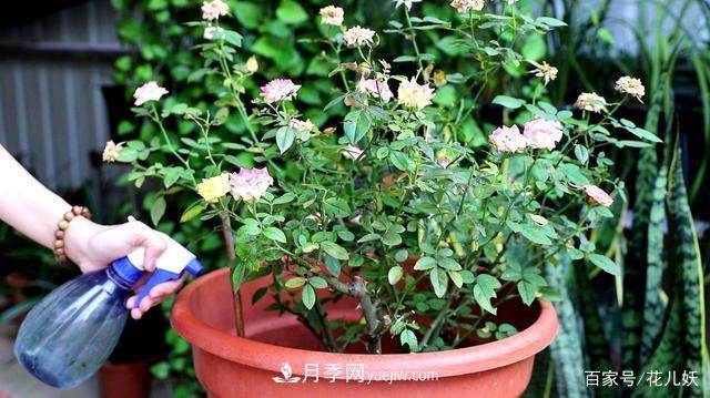盆栽月季花掌握4個小技巧，長得“花繁葉茂”不難！(圖2)