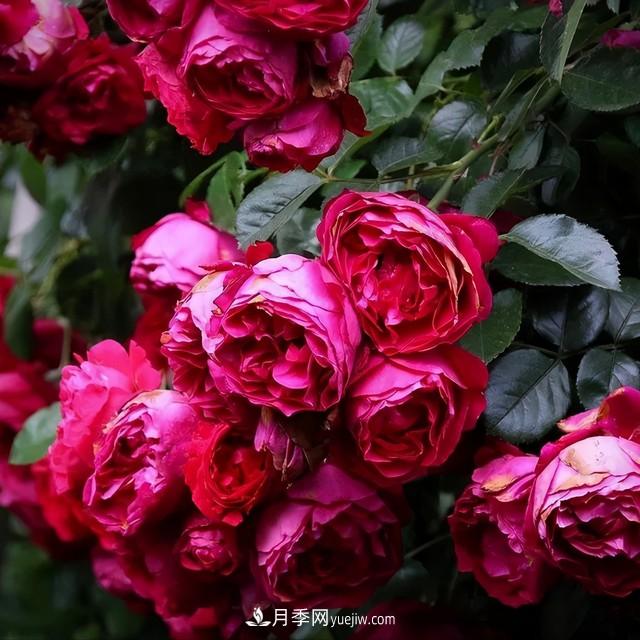 仙女博主的小院，種了什么月季？都是超低維護(hù)(圖2)