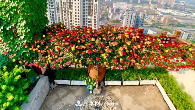 仙女博主的小院，種了什么月季？都是超低維護(hù)(圖7)