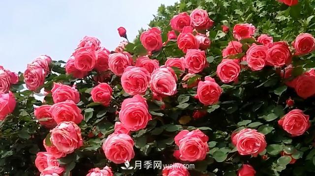 仙女博主的小院，種了什么月季？都是超低維護(hù)(圖5)