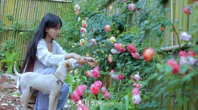 仙女博主的小院，種了什么月季？都是超低維護(hù)(圖6)