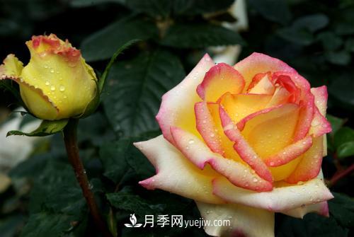 月季移栽時間及方法，剛移栽的月季怎么管理(圖2)