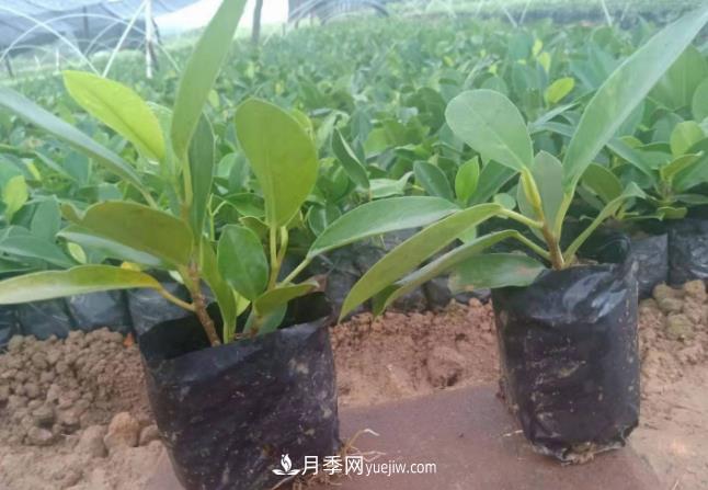 容器苗好成活，可如何做好容器苗的育苗？(圖1)
