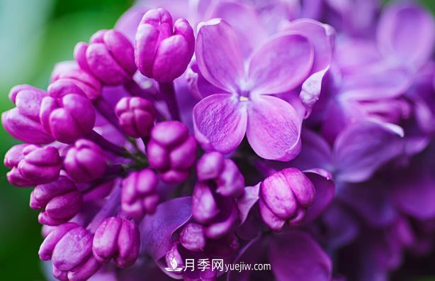 “世界丁香花園”桑給巴爾出口量增10倍，價(jià)格呢(圖1)