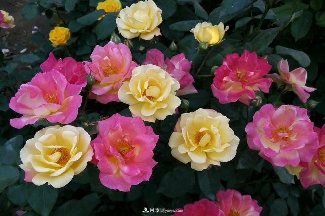 樹(shù)狀月季老化怎么辦？南陽(yáng)月季繁育基地幫你解答(圖1)