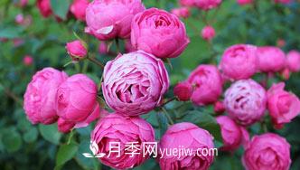月季花是中國(guó)傳統(tǒng)十大名花之一，一年長(zhǎng)占四時(shí)春(圖1)