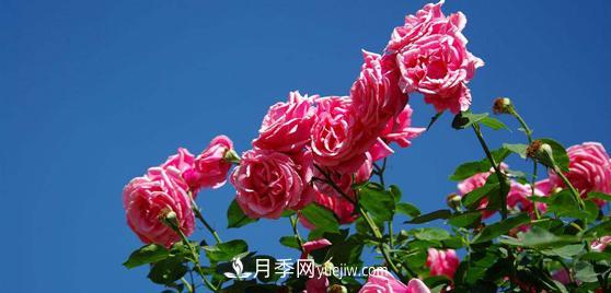 花友們都很關(guān)注月季是如何養(yǎng)殖的，其實***重要的就是種植后的灌溉問題(圖1)