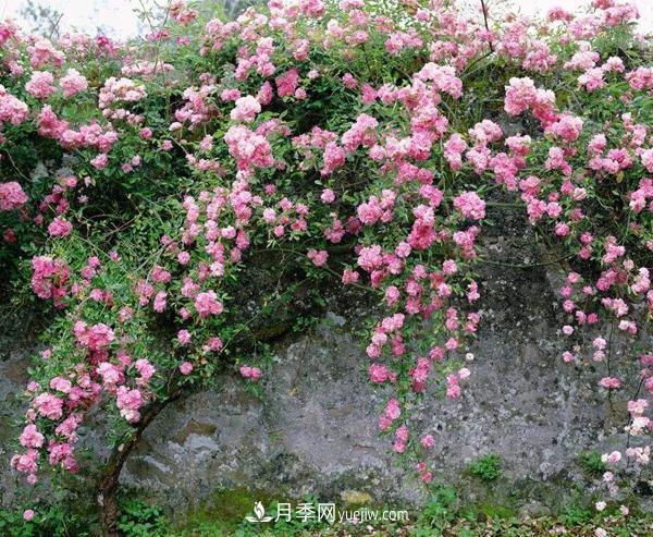 南陽(yáng)藤本月季三季開(kāi)花的秘訣(圖1)
