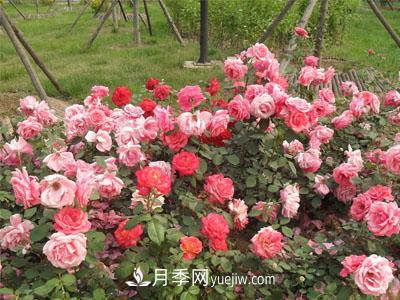 月季換盆怎么操作？換盆后經(jīng)常出現(xiàn)的問題(圖1)
