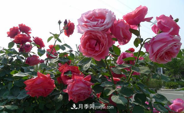 綠化工程月季的養(yǎng)護(hù)管理措施(圖2)