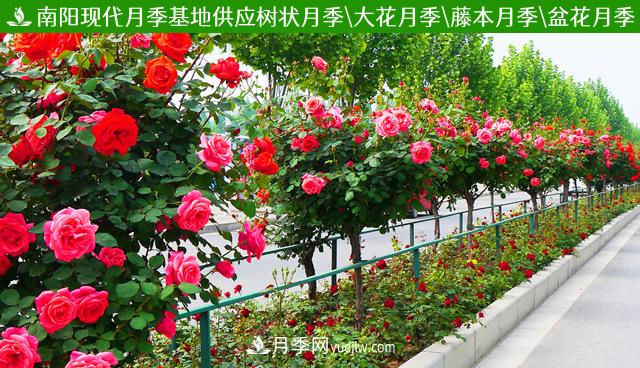 月季肥料必備三大種類，月季網(wǎng)盤點施用方法(圖1)