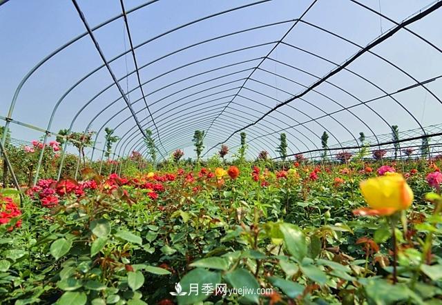 月季肥料必備三大種類，月季網(wǎng)盤點施用方法(圖3)