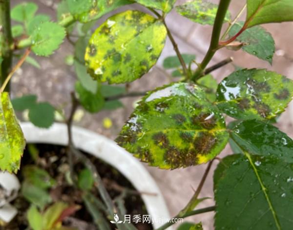 月季害怕的病蟲害有什么癥狀，你知道嗎？(圖1)