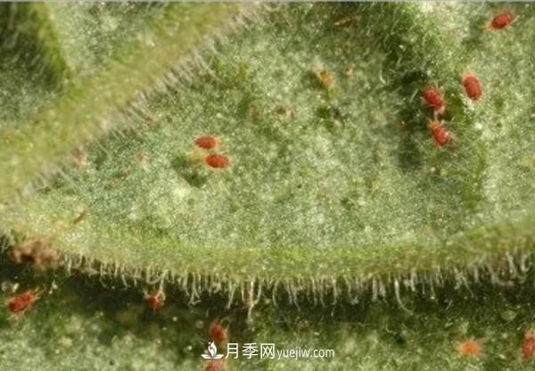 月季害怕的病蟲害有什么癥狀，你知道嗎？(圖4)
