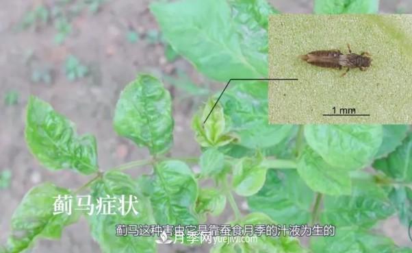月季害怕的病蟲害有什么癥狀，你知道嗎？(圖5)