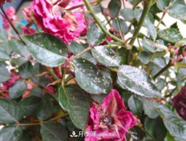 月季害怕的病蟲害有什么癥狀，你知道嗎？(圖6)