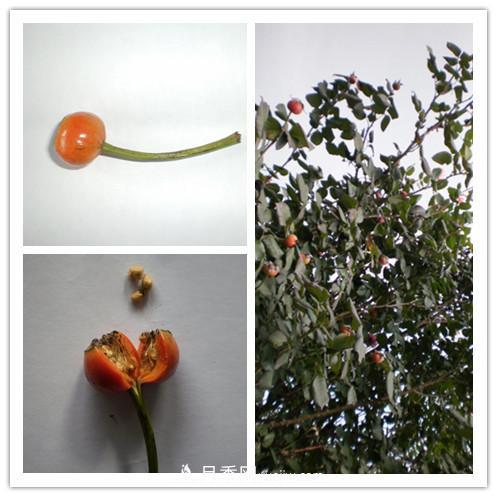 月季花籽能種嗎？月季花種子怎樣催芽？(圖1)