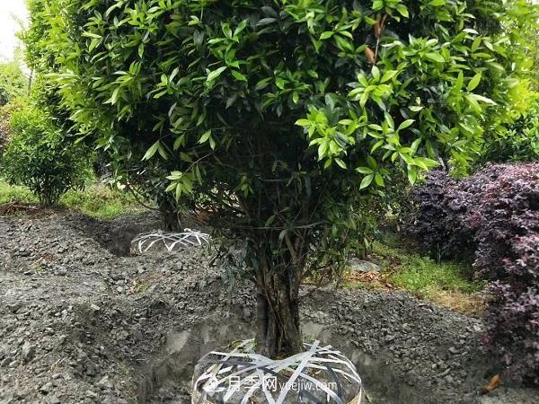 南陽(yáng)桂花基地，桂花移植的***佳時(shí)機(jī)是什么時(shí)候(圖1)