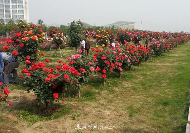 樹狀月季種植需要注意哪些問題？(圖1)