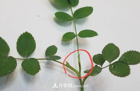 月季盲枝如何分辨？剪不剪？(圖1)