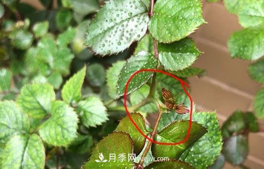 月季盲枝如何分辨？剪不剪？(圖3)