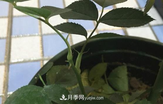 月季盲枝如何分辨？剪不剪？(圖2)