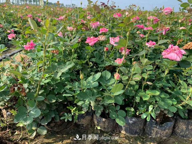 月季地栽間隔要多遠(yuǎn)？藤本、灌木各不同(圖1)