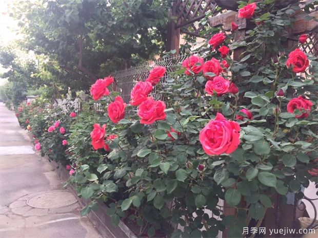 盆栽月季在不同的生長期如何澆水看這里(圖1)