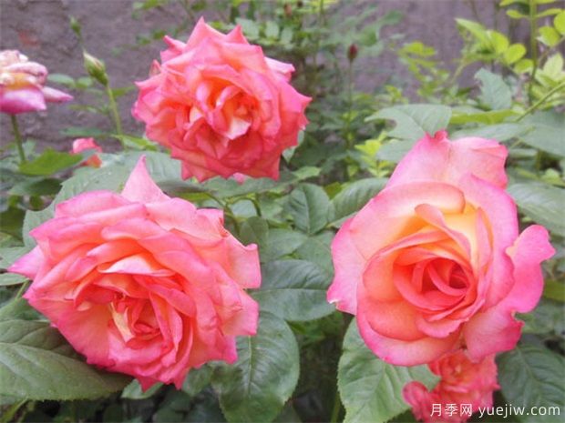 月季花苞期，到底可以不可以施肥(圖1)