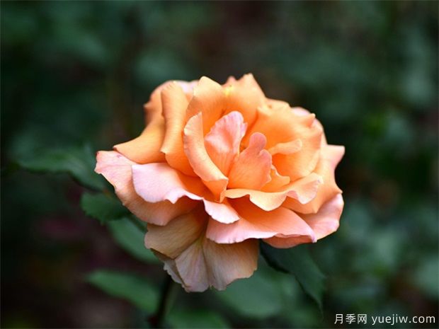 陽臺培養(yǎng)月季養(yǎng)的好，需要有方法技巧(圖1)