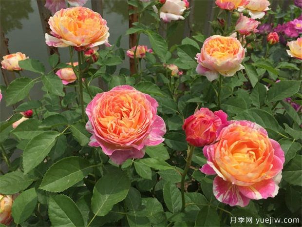 月季盆栽該如何矮化？(圖1)