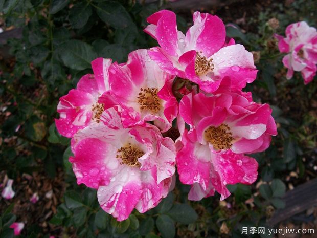 布娃娃月季的優(yōu)缺點(diǎn)是什么？(圖1)