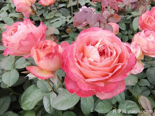 怎樣養(yǎng)好月季花？養(yǎng)殖方法及注意事項篇(圖1)