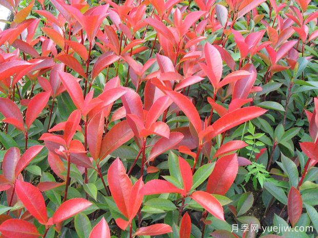 10種紅色葉子的植物，每一種都很特別(圖1)