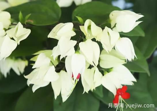 龍吐珠的生長習(xí)性和養(yǎng)殖注意事項(圖1)
