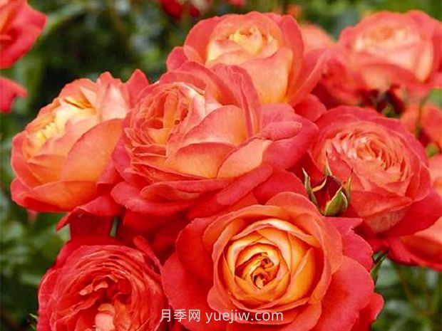 橙色浪漫月季的優(yōu)缺點(diǎn)是什么？(圖1)