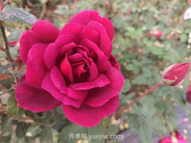 紫荷月季的優(yōu)缺點(diǎn)是什么？(圖1)