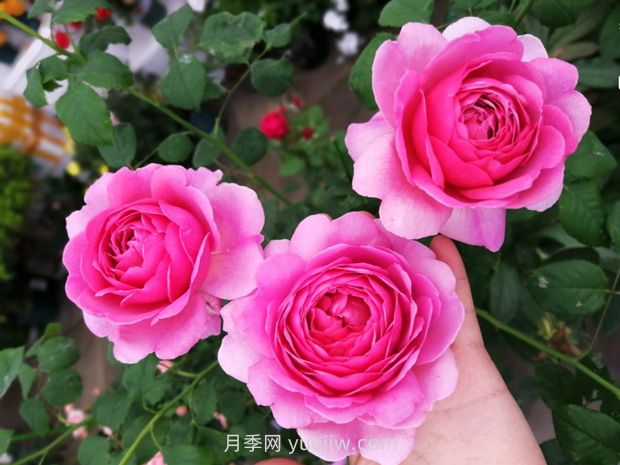 肯特公主月季的優(yōu)缺點(diǎn)是什么？(圖1)