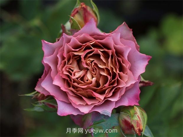 英倫節(jié)拍月季的優(yōu)缺點是什么？(圖1)