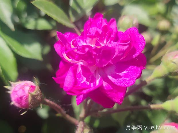 葡萄園之歌月季的優(yōu)缺點(diǎn)是什么？(圖1)
