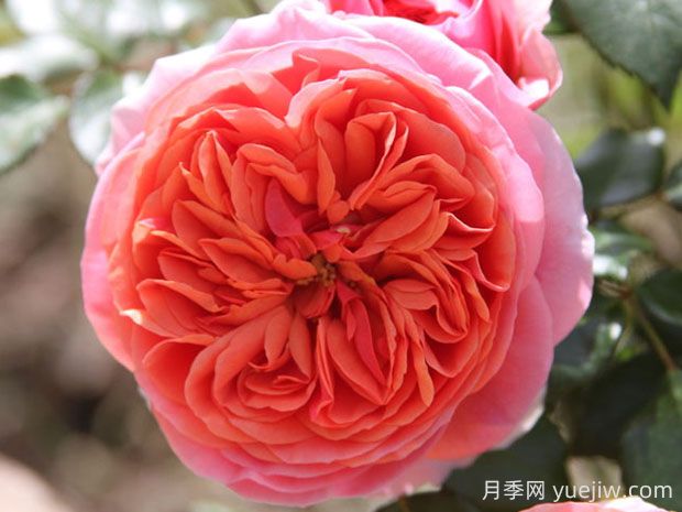 音樂廳月季的優(yōu)缺點是什么？(圖1)
