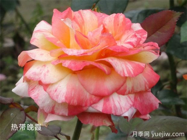熱帶晚霞月季的優(yōu)缺點是什么？(圖1)